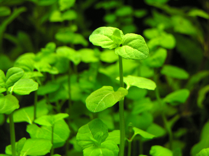 Lindernia anagallis